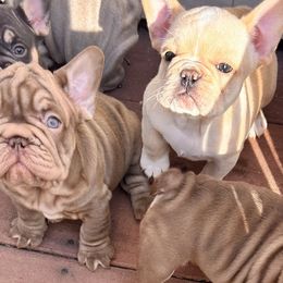 French Bulldogs from Kallie’s Kennel