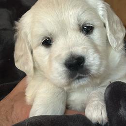 Primrose - Light golden female Golden Retriever puppy in Hastings, Michigan from Teresa Stevens