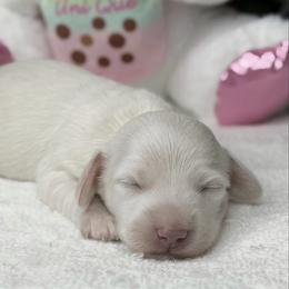 Destiny Cream (No breeding homes allowed) - Cream female Dachshund puppy in Fayetteville, North Carolina from RRD