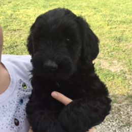 Giant Schnauzer Puppies from Jordan Giant Schnauzers