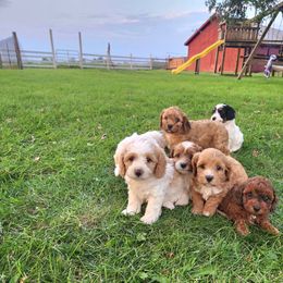 Cavapoo and Dachshund Puppies from Barnyard Dachshunds, Dals & Doodles