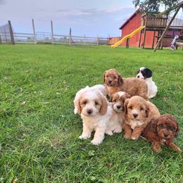 Cavapoo and Dachshund Puppies from Barnyard Dachshunds, Dals & Doodles