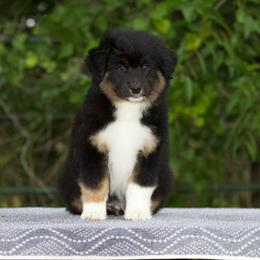 Btm - Black tri male Miniature American Shepherd puppy in Stephenville, Texas from Diamond H Aussies