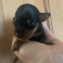 Gabriel - Black and tan male Miniature Pinscher puppy in Lancaster, Missouri from White Stone Ranch