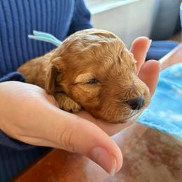 Winter - Red and white female Cockapoo puppy in Adrian, Oregon from ApplebyFarm