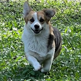 Maeby - Pembroke Welsh Corgi