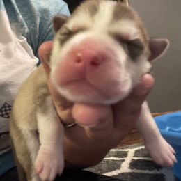 Siberian Husky Puppies from Alexandra's Siberian Huskies