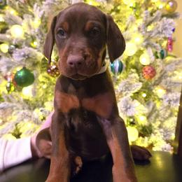 Miss Harriet - Red and rust female Doberman Pinscher puppy in Chagrin Falls, Ohio from Schloss Velburg Dobermanns