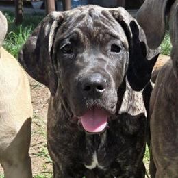 Dune - Chestnut brindle female Cane Corso puppy in Seattle, Washington from BOUDICAS CANE CORSO
