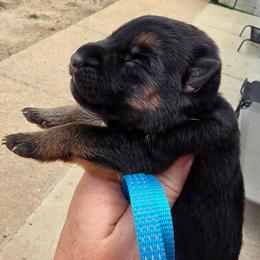 Coast (Light Blue Collar) - Black and tan male German Shepherd puppy in Roanoke, Alabama from Von Schönen Träumen German Shepherds