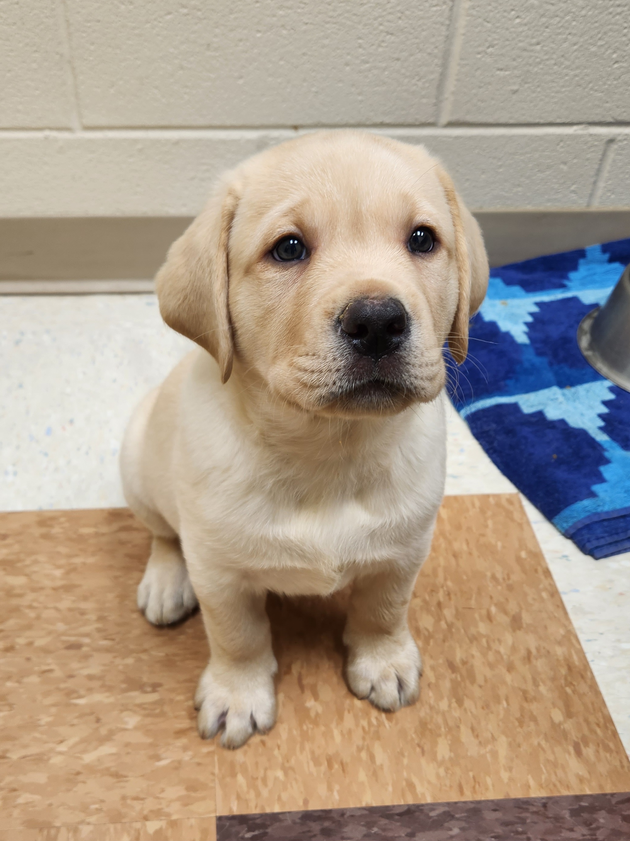 Labrador Retriever Puppies from Shooting Star Labs
