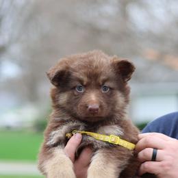 Olive (Yellow) - Liver female German Shepherd puppy in Garrett, Indiana from Devil-Dog Shepherds