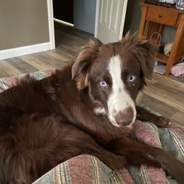 Ruger - Australian Shepherd