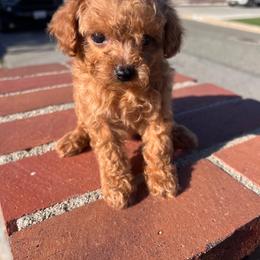 Barbie - Red  female Poodle puppy in Riverside, California from Poodles and Frenchies