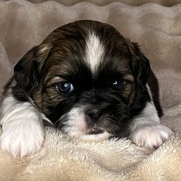 Henry - Tricolor male Shih Tzu puppy in Reading, Michigan from You Little Shih-tzu’s 😊