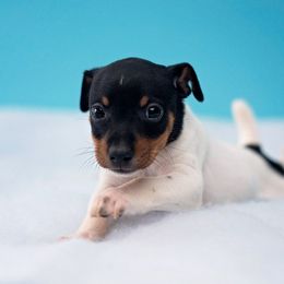 Rat Terrier Puppies from River Ridge Rat Terriers