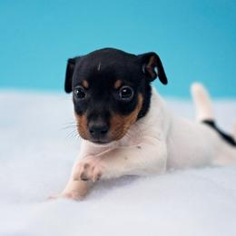 Rat Terrier Puppies from River Ridge Rat Terriers