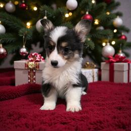 Tri Full Fluffy Male - Black and tan male Pembroke Welsh Corgi puppy in Unicoi, Tennessee from East Tennessee Clark Corgis