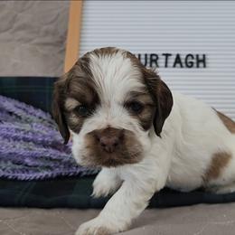 Murtagh Red Sable Roan - Red roan male Cocker Spaniel puppy in Morristown, Tennessee from Down in the Holler