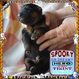 SPOOKY - Black and red male German Shepherd puppy in Murrieta, California from Diamond Oaks German Shepherds