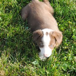 Border Collie Puppies from Graham Livestock