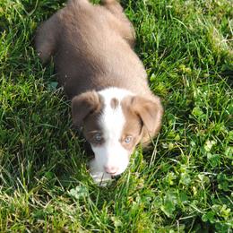 Border Collie Puppies from Graham Livestock