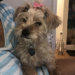 Lexi - Yorkshire Terrier