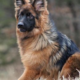 German Shepherd All Grown Up from Haus Wesmiller