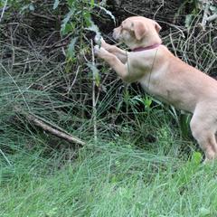 Carolina Dog Puppies from Williams Sweet Carolina