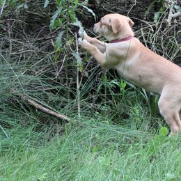 Carolina Dog Puppies from Williams Sweet Carolina