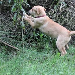 Carolina Dog Puppies from Williams Sweet Carolina