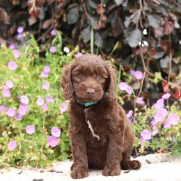 Blue - Chocolate male Australian Labradoodle puppy in Williamstown, New York from Lewis Manor Labradoodles