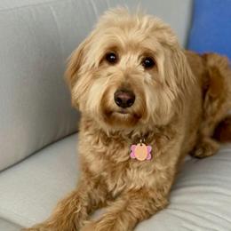 Zoe - Goldendoodle