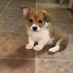 Pembroke Welsh Corgi Puppies from Western Star Corgis