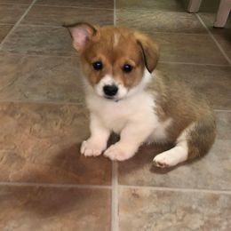 Pembroke Welsh Corgi Puppies from Western Star Corgis