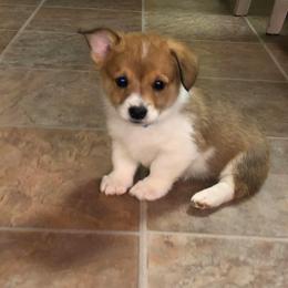 Pembroke Welsh Corgi Puppies from Western Star Corgis