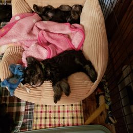 Miniature Schnauzer Puppies from Starbound Miniture Schnauzer's
