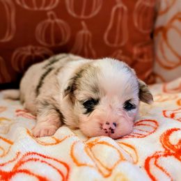 Ravenclaw (Raven) - Blue merle and white female American Corgi puppy in Coupeville, Washington from Whidbey Corgis