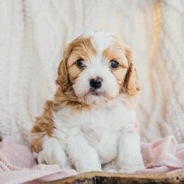 Bernedoodle, Cavalier King Charles Spaniel, Cavapoo, and Poodle Puppies from Dinky Doo Doodles