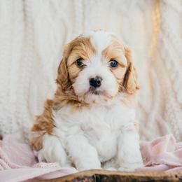 Bernedoodle, Cavalier King Charles Spaniel, Cavapoo, and Poodle Puppies from Dinky Doo Doodles