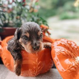Boone - Blue merle male Aussiedoodle puppy in Tryon, North Carolina from Melrose Mountain Farm