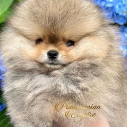 Pomeranian Puppies from Pomeranian Empire