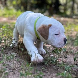 Boy 2 - White male American Bulldog puppy in Pace, Florida from Genesis American Bulldogs