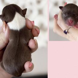 Molly - Chocolate female Chihuahua puppy in Harrison, Michigan from Cloud9 Chihuahuas