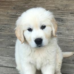 Golden Retriever Puppies from Big Rock Goldens