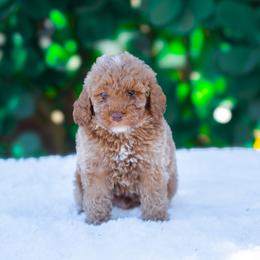 Teddy - Apricot male Poodle puppy in Fort Myers, Florida from Blossom Paws