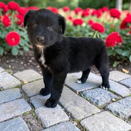 Riff - Black tri-color male Australian Shepherd puppy in Statesville, North Carolina from Charming Australian Shepherds