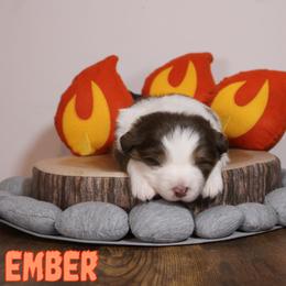 Australian Shepherd Puppies from Starlit Grove Australian Shepherds