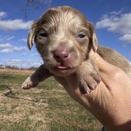 Turner - Dapple male Dachshund puppy in Bentonville, Arkansas from T & D Dachshunds by design