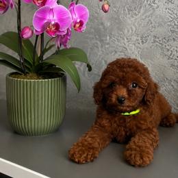 Jack - Red  male Poodle puppy in Hollywood, Florida from Royal Goldendoodle
